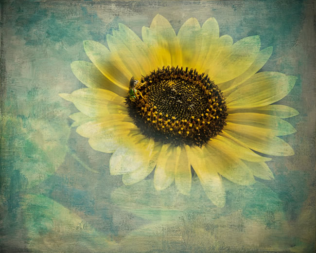 CAROLANNE TAYLOR, Sunflower - Floral Fantasy
